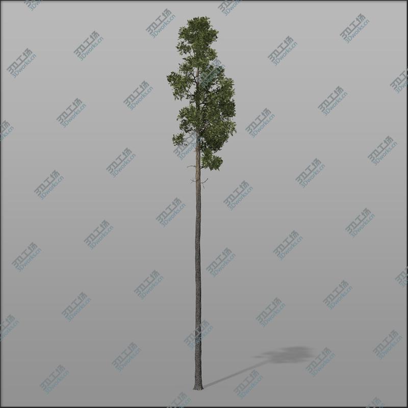 images/goods_img/2021040162/Forest trees - Pine bundle1/4.jpg